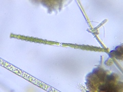 Pleurotaenium nodosum