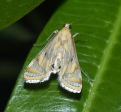 Eoophyla sejunctalis