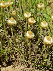 Helichrysum chionosphaerum