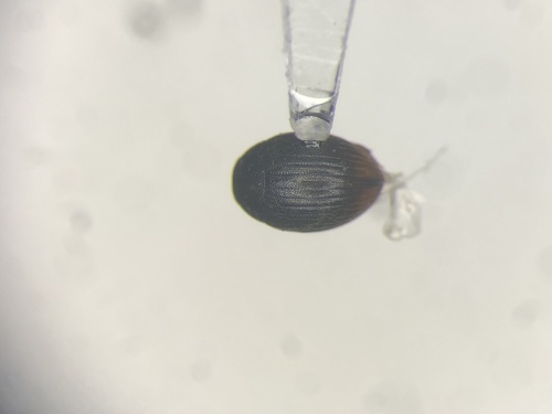Cryptopleurum minutum
