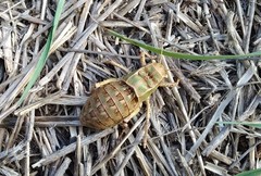 Pycnogaster graellsii