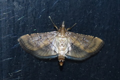 Spilomelini