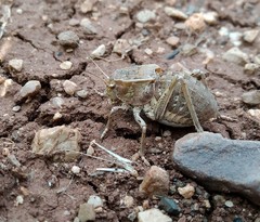 Pycnogaster graellsii