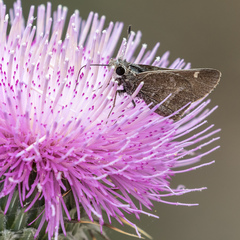 Atrytonopsis pittacus