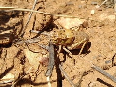 Pycnogaster graellsii