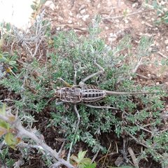 Pycnogaster sanchezgomezi constricta