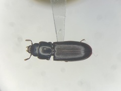 Tenebroides corticalis