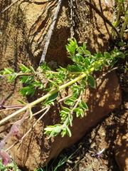 Syncolostemon transvaalensis