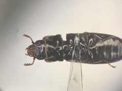 Tenebroides corticalis