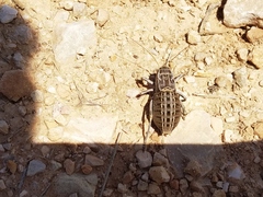 Pycnogaster sanchezgomezi constricta