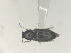 Neohypdonus tumescens