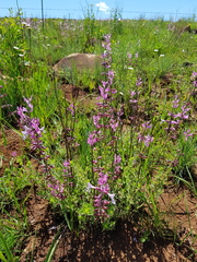 Syncolostemon transvaalensis