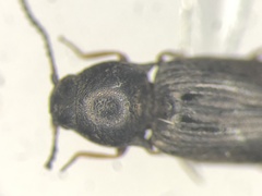 Neohypdonus tumescens