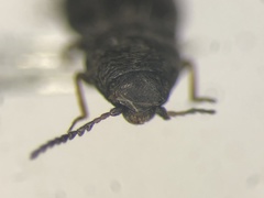 Neohypdonus tumescens