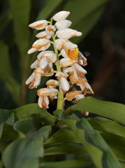 Alpinia hainanensis