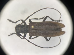 Monochamus maculosus