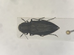 Melanophila acuminata