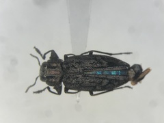 Chrysobothris rotundicollis