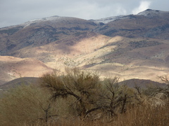 Cercocarpus ledifolius