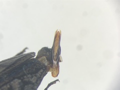 Chrysobothris rotundicollis