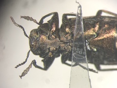 Chrysobothris rotundicollis