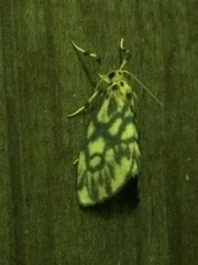 Tumicla sagenaria