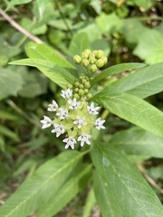 Asclepias nivea