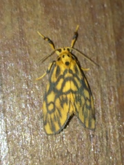 Tumicla sagenaria