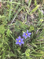 Sisyrinchium pruinosum