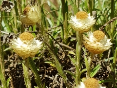 Helichrysum chionosphaerum