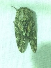 Platypleura argentata