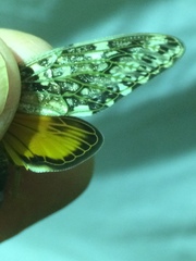 Platypleura argentata