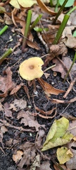 Entoloma pleopodium