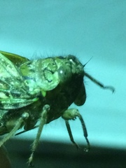 Platypleura argentata
