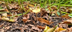 Entoloma pleopodium