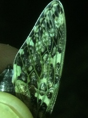 Platypleura argentata