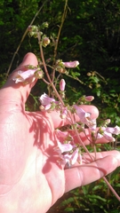 Penstemon australis