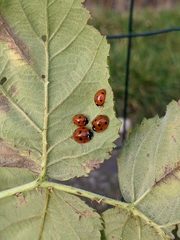 Coccinella septempunctata