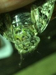 Platypleura argentata