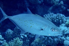 Flavocaranx bajad