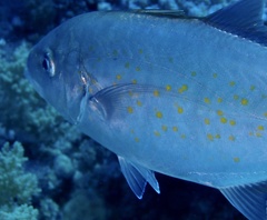 Flavocaranx bajad