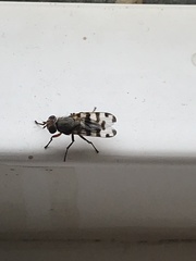 Ceroxys
