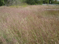 Bothriochloa ischaemum