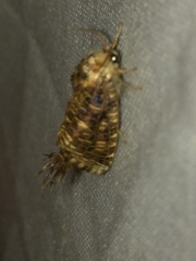 Cossoidea