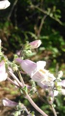 Penstemon australis