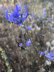 Conanthera bifolia