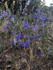 Conanthera bifolia