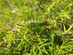 Barbitistes fischeri