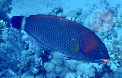 Pseudodax moluccanus