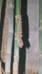 Gekko gecko